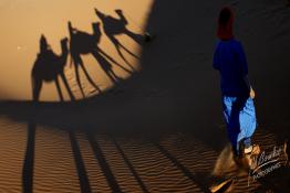 Image du Maroc Professionnelle de  Sahara